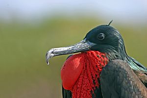 Male Galápagos greater frigate bird