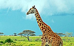 Masai Giraffe, Serengeti National Park, Tanzania (2010)