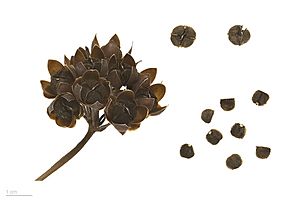 Merremia umbellata ssp umbellata MHNT.BOT.2016.24.40