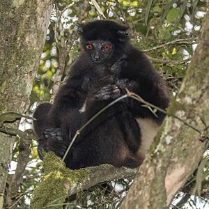 Milne Edwards's sifaka (Propithecus edwardsi).jpg