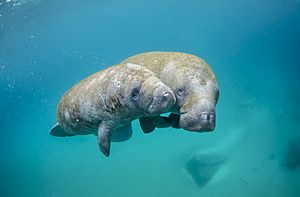 Mother manatee and calf