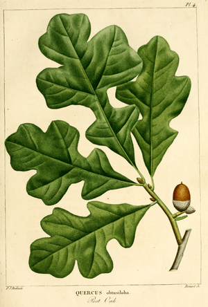 NAS-005f Quercus stellata