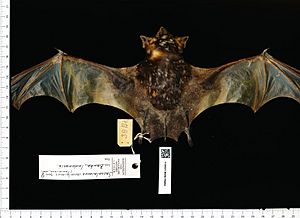 Naturalis Biodiversity Center - RMNH.MAM.32650.b pal - Saccolaimus saccolaimus - skin.jpeg