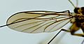 New Zealand Gloworm (Arachnocampa luminosa) wing - OMNZ IV106827