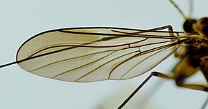 New Zealand Gloworm (Arachnocampa luminosa) wing - OMNZ IV106827