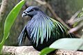 Nicobar pigeon zoo