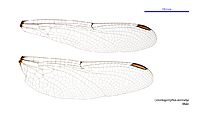 Odontogomphus donnellyi male wings (34249137323)