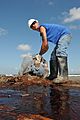 Oil waste clean up at Elmer's Island 2010-05-21