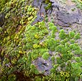 Oregon Garden mossy boulder 2007-12-23 15-23-21 0070