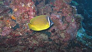 Oriental butterflyfish.jpg