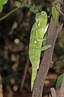 Oustalet's chameleon (Furcifer oustaleti) young female Isalo