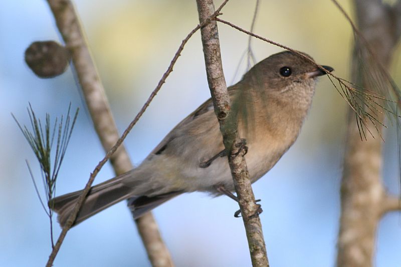 Pachycephala pectoralis female