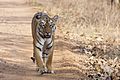 Panthera tigris tigris Tidoba 20150306