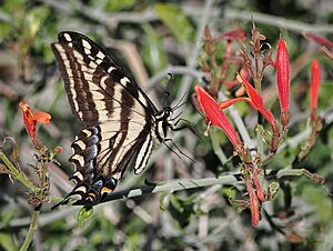 Papilio eurymedon 622708085