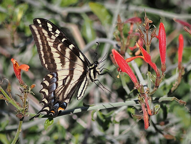 Papilio eurymedon 622708085