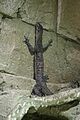 Peach-throated Monitor Lizard (Varanus jobiensis) (CWPG)