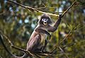 Phayre's Leaf Monkey calling