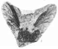 Plecia transitoria holotype Rice 1959 pl3 fig3