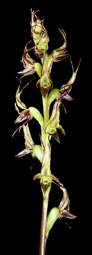 Prasophyllum gracile (8692967674).jpg
