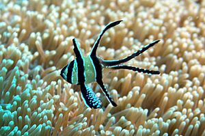 Pterapogon kauderni1