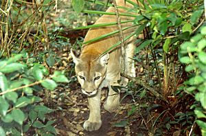 puma facts for kids