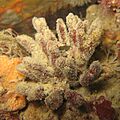 Raspailia ramosa - Carantec