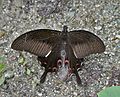 Red Helen (Papilio helenus) at Samsing, Duars, WB W IMG 6219