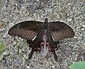 Butterfly Facts for Kids