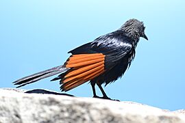 Red Winged Starling on Table Mountain Cape Town 016