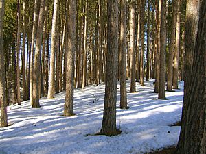 Red pine-Minnesota-20060320