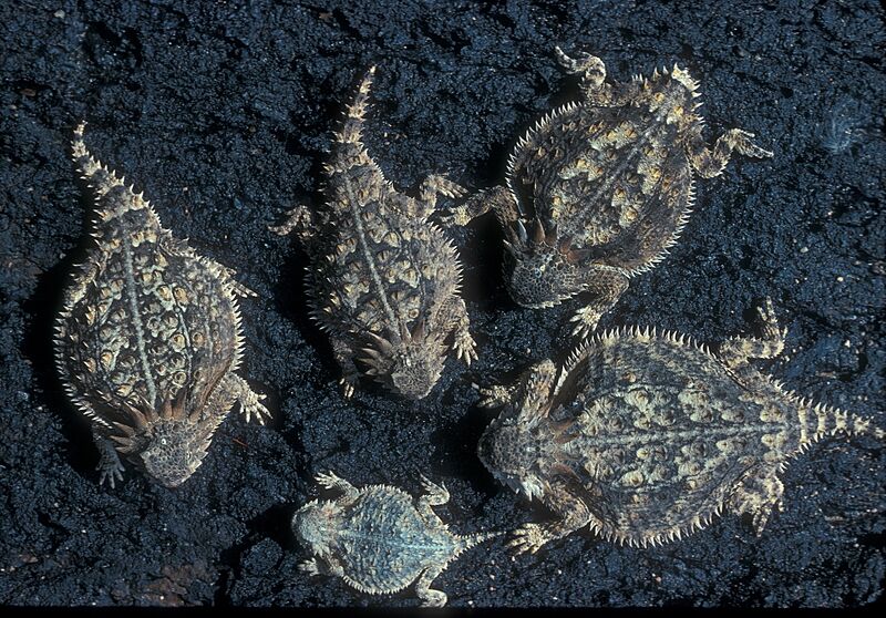 RegalHornedLizard (4) (50615196861)