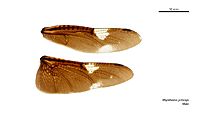 Rhyothemis princeps male wings (34252015673)