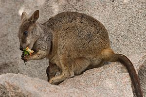 Rock Wallaby and infant - July 2005.jpg