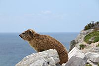 Rock hyrax at Cape of Good Hope
