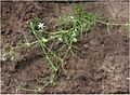Rode schijnspurrie Spergularia rubra