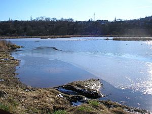 Rodley Nature Reserve - geograph.org.uk - 132045