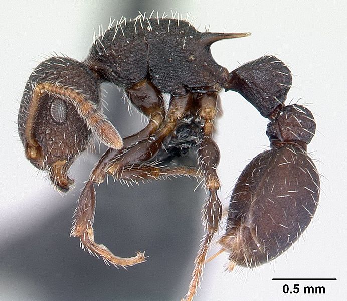 Romblonella opaca casent0178525 profile 1