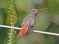 Rufous-tailed Hummingbird RWD