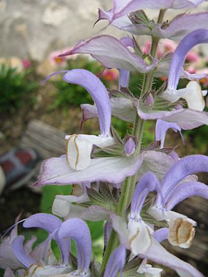 Salvia desoleana3