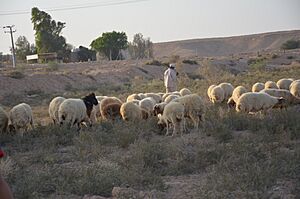 Shepherd and sheep