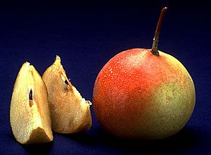 Shipova fruit.jpg