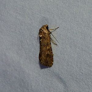 Small Mottled Willow Moth.jpg