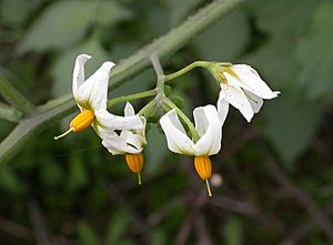 Solanum douglasii 2004-04-07.jpg