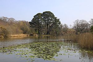 Southampton Common ornamental lake