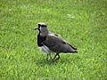 Southern lapwing protecting one of its chicks under its wings