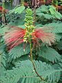 Starr 061212-2308 Calliandra houstoniana var. calothyrsus