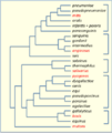 Streptococcus phylogenetic tree