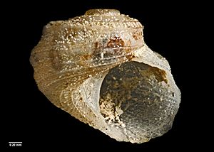 Sukashitrochus lyallensis (Finlay, 1926) (AM MA70696-1).jpg