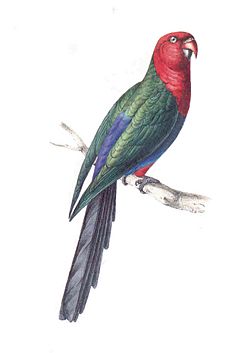 Swainson king parakeet