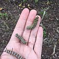 Swallowtail Caterpillar, Monarch Caterpillar & Queen Caterpillar in Florida (27224446333)